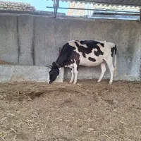 گاو ۷ ماه آبستن هلشتاین