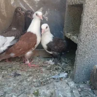 کفتر کلاغ