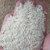 برنج عنبر بو درجه یک دره شهر چمکلان