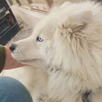 سگ هاسکی گمشده در منطقه صیاد شیرازی