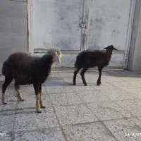 دوعدد گوسفندماده