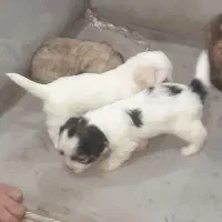 نژاد شیتزو ،، تریر