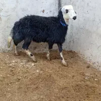 بره قوچ پلنگی گوش بادومی|حیوانات مزرعه|باروق, |دیوار