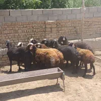 بره نر