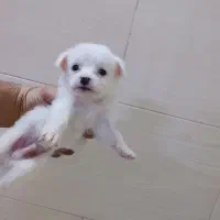 واگزاری توله تیغ سفید نژاد شیتزو نر