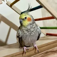 پرنده عروس هلندی گمشده ۱۰ میلیون مژدگانی|حیوانات|تهران, مجیدیه|دیوار