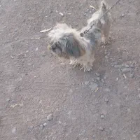 سگ پا کوتاه