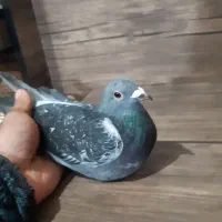 کفتر.پلاکی|پرنده|قدس, شهرقدس|دیوار