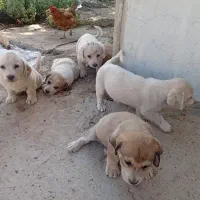 توله سگ پا کوتاه|سگ|کرمانشاه, |دیوار