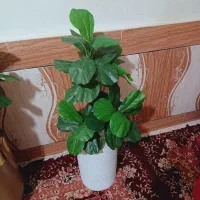 درختچه مصنوعی بابا آدم لمسی|گل مصنوعی|رامشیر, |دیوار