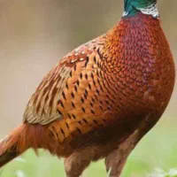 خروس زینتی 3عدد