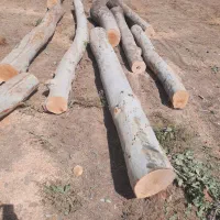 خریدار چوب درخت با بالاترین قیمت نقد نقد درمحل شما|خدمات باغبانی و درختکاری|سنقر, |دیوار
