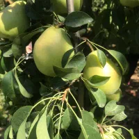 اجاره باغ گلابی و انواع میوه