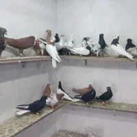 کبوتر پرشی هم جفتی