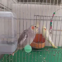 یک جفت عروس هلندی