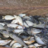 فروش بچه ماهی وزن ۵۰گرم کپور. آمور. بیگ هد.