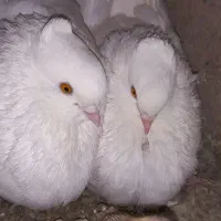 کبوتر کاکولی سفید|پرنده|خمینی‌شهر, |دیوار