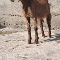 بزماده|حیوانات مزرعه|بندر ماهشهر, |دیوار