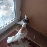 کفتر پرشی طوقی ۴ تا جوجه و یک نر سیاه