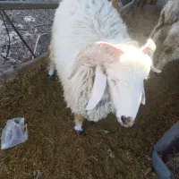 بره نر و ماده.بردسیر