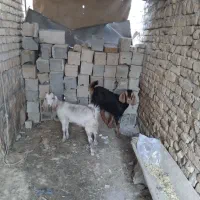 دو عدد بزغاله ماده