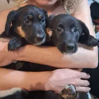 واگذاری توله سگ|سگ|رشت, کوی حسینی|دیوار