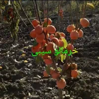 نهال فروشی سبز نهال|خدمات باغبانی و درختکاری|سنندج, |دیوار