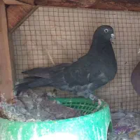 کفترماده مایه کفتر گنجه ای|پرنده|فولادشهر, A4|دیوار