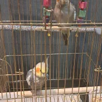 عروس هلندی خاکستری نر سخنگو ، ۲ عدد|پرنده|تهران, سردارجنگل|دیوار