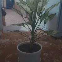 گل فروشی|گل و گیاه طبیعی|سنندج, |دیوار