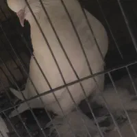 کبوتر ماده راعب معاوضه با زاغ