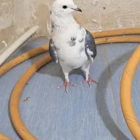 طوقی ماده|پرنده|اردبیل, |دیوار