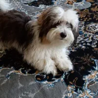 شیتزو ماده ۲ ساله