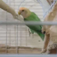 یک عدد طوطی برزیلی نر سالم یکسالو دوماه