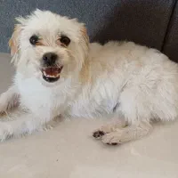 واگذاری رایگان ترییر