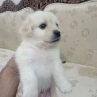 توله پامرانین نر