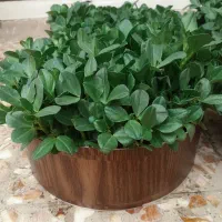 فروش سبزه روز مادر|گل و گیاه طبیعی|الشتر, |دیوار