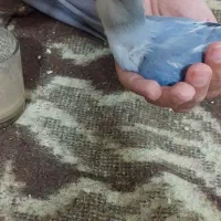 نروماده آلبینووکوتوله سرلاکی ودونخور|پرنده|کاشان, رجایی|دیوار