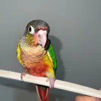 گرینچیک فول دستی اناناسیی یلوساید ردفاکتور دبل رد