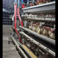 تجهیزات مرغداری قفس مرغ تخمگذار|حیوانات مزرعه|آبگرم, |دیوار