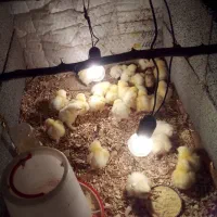 جوجه برهما لایت