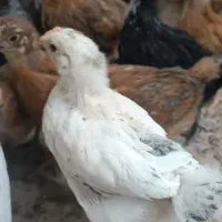 جوجه مرغ|حیوانات مزرعه|یزد, |دیوار