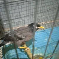 جوجه مینا 3ماهه
