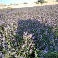 نعنا گلدار عرقگیری