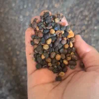 خوراک ماهی
