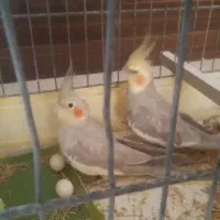 یک جفت عروس هلندی باتخم