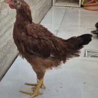 خروس ۵ ماهه