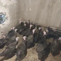 بوقلمون ماده پایان دوره(ازتخم رفته)|حیوانات مزرعه|تهران, فردوسی|دیوار