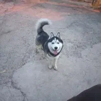 سگ هاسکی مالاموت اصل|سگ|شوشتر, |دیوار