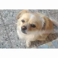 سگ گمشده ،خیابان خواجو،مصطفی خمینی ۲۱